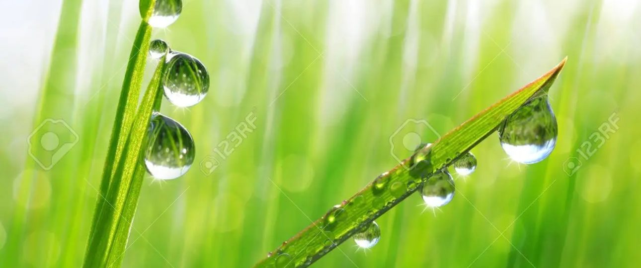 Dew Drops on grass