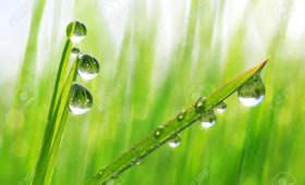 Dew Drops on grass