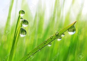 Dew Drops on grass