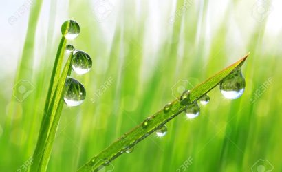 Dew Drops on grass