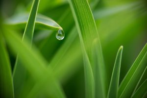 Dew Drops on grass