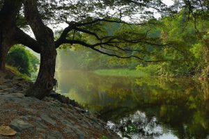 Tree beside river